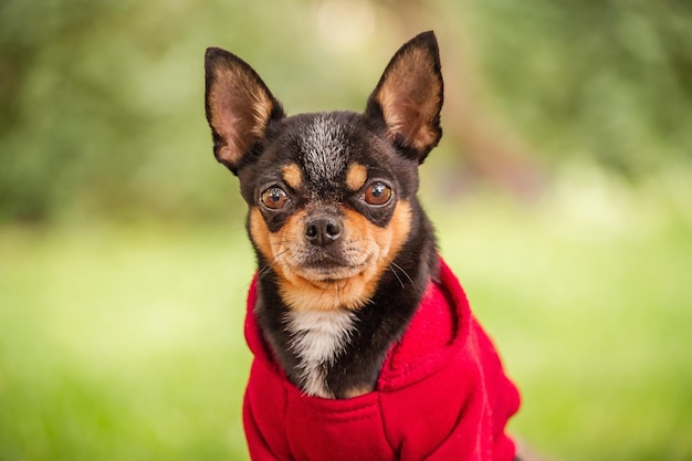 Cão Chihuahua na natureza. Um cachorro com roupas com um capuz vermelho. Animal. Bicho de estimação.
