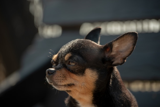 Cão Chihuahua para passear. Chihuahua preto, marrom e branco.