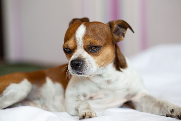 Cão chihuahua pequeno com cara séria deitada na cama.