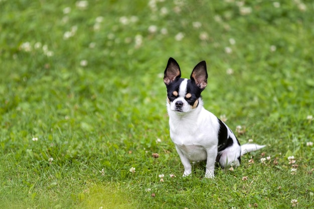 Cão chihuahua senta-se em um gramado verde