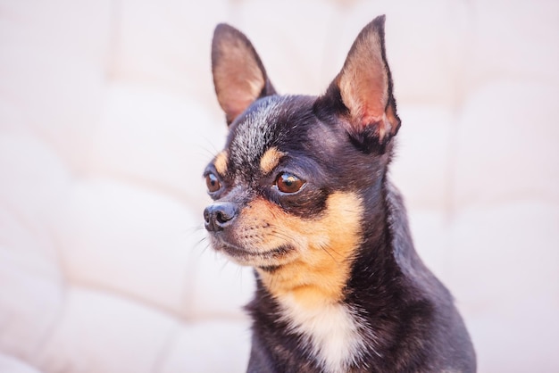 Cão Chihuahua tricolor em um fundo bege Animal dog