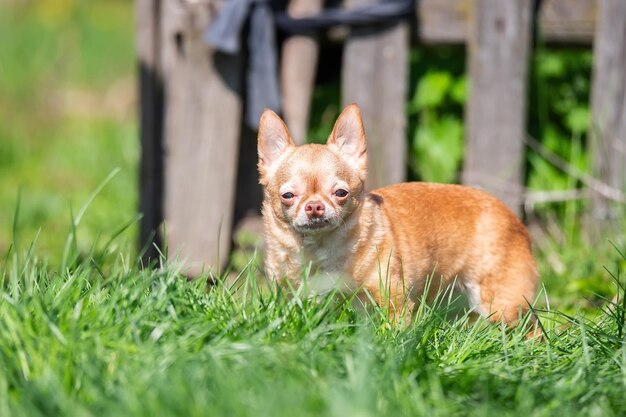 Cão chihuahua vermelho localização na grama verde Foco seletivox9