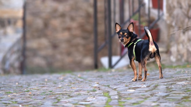 Cão Chiwawa na rua da vila, olhando para a câmera