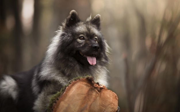 Cão cinza fofo na floresta.