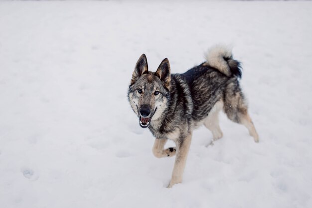 cão cinzento brincalhão husky siberiano correndo na neve