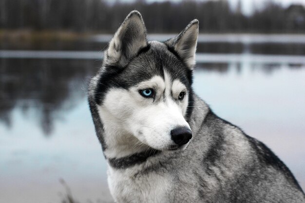 Cão cinzento raça Husky perto de meia volta no fundo do lago de outono.