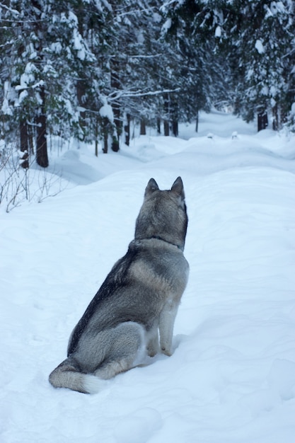 Cão cinzento raça Husky sentado em uma trilha em um parque nevado pela manhã e olhando para a distância, visível nas costas e na cauda.