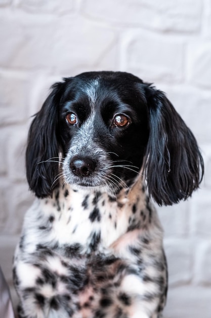 Cão cocker spaniel com orelhas pretas compridas e flexíveis.