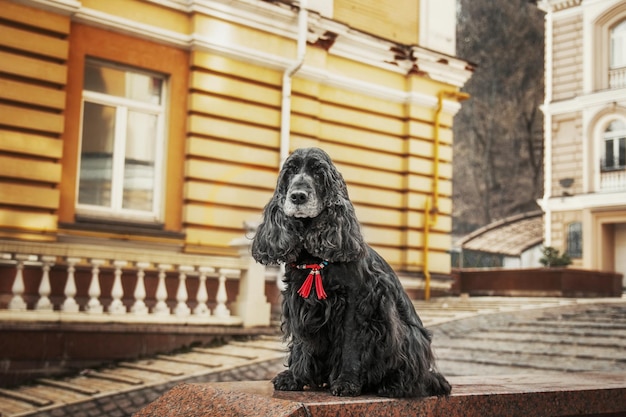 Cão cocker spaniel inglês no centro da cidade. Vida urbana.