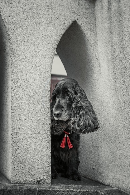 Cão cocker spaniel inglês no centro da cidade. Vida urbana.