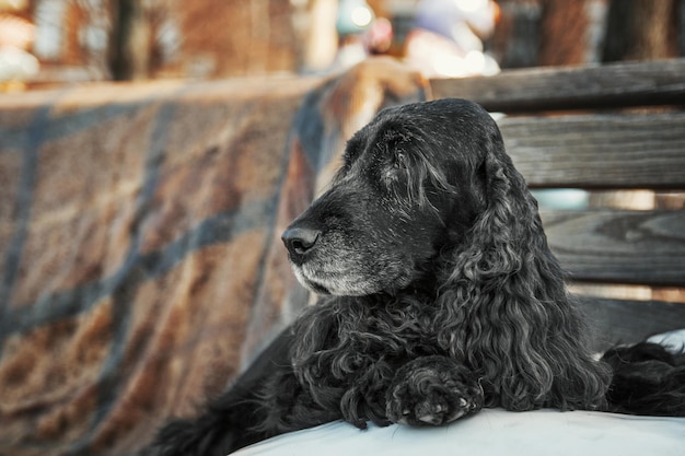 Cão cocker spaniel inglês no centro da cidade. Vida urbana.