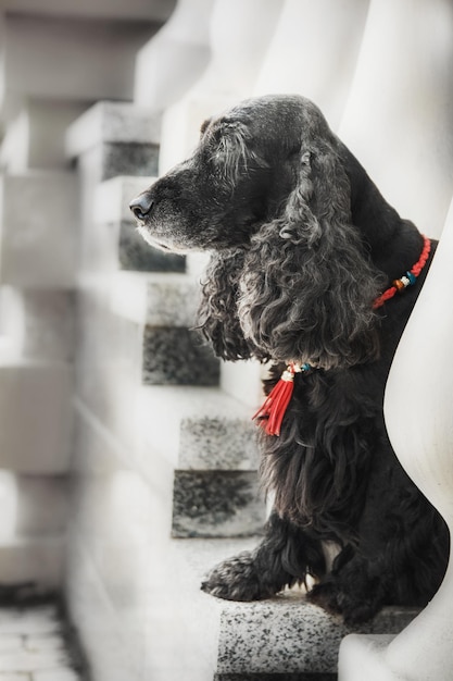 Cão cocker spaniel inglês no centro da cidade. Vida urbana.