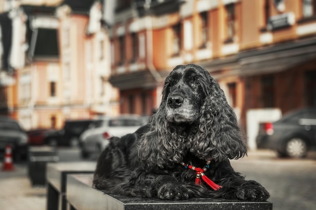 Cão cocker spaniel inglês no centro da cidade. Vida urbana.