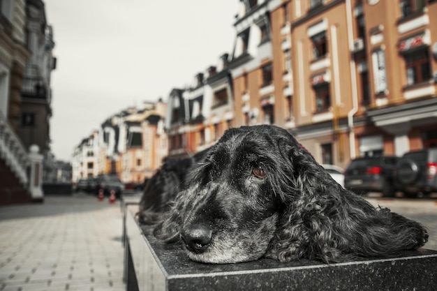 Cão cocker spaniel inglês no centro da cidade. Vida urbana.