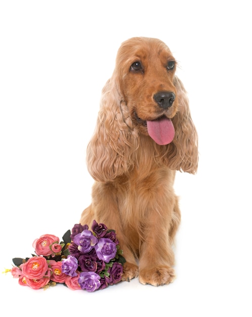 Cão cocker spaniel