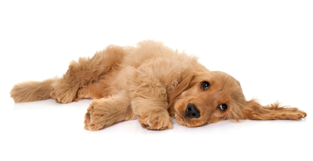 Cão cocker spaniel