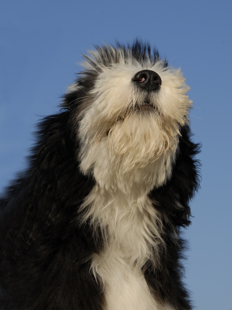 Foto cão collie barbudo bonito ao ar livre