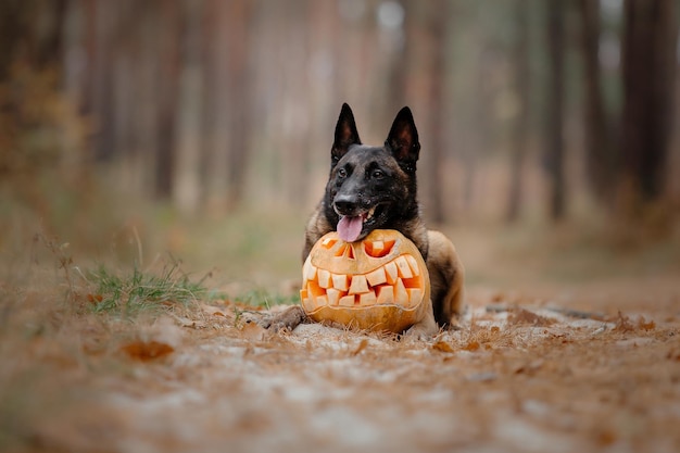 Cão com abóbora no outono. Cão do Dia das Bruxas. Pastor Belga Malinois cão. Colheita. Dia de ação de graças