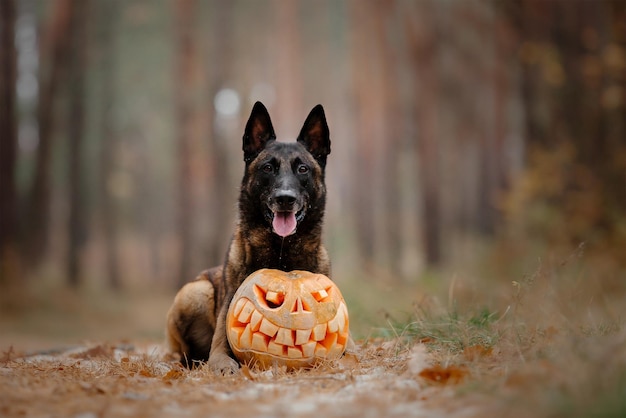 Cão com abóbora no outono. Cão do Dia das Bruxas. Pastor Belga Malinois cão. Colheita. Dia de ação de graças