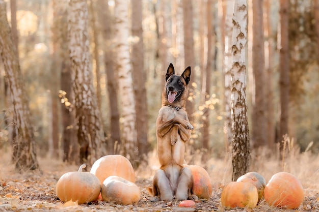 Cão com abóbora no outono. cão do dia das bruxas. pastor belga malinois cão. colheita. dia de ação de graças