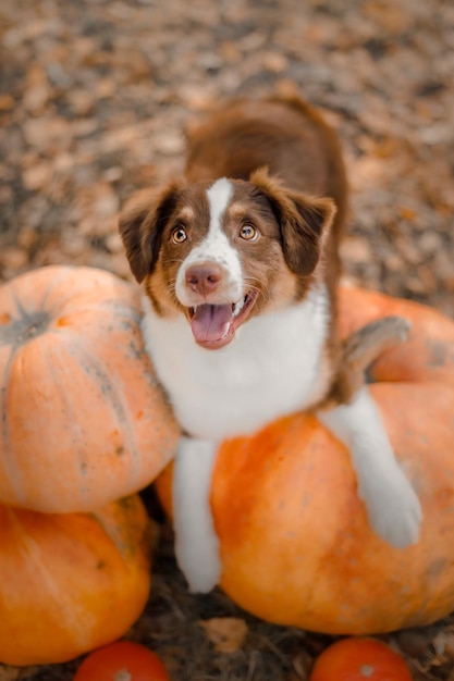 Cão com abóboras na floresta. A raça do cão pastor americano em miniatura. Halloween e ação de graças