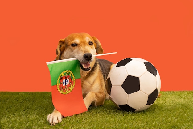 Cão com bola de futebol e bandeira de Portugal