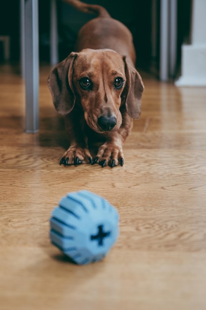 Cão com brinquedo no chão de madeira