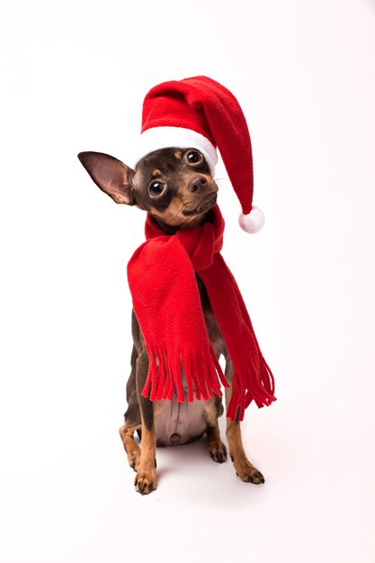 Cão com chapéu de papai noel e presentes isolados