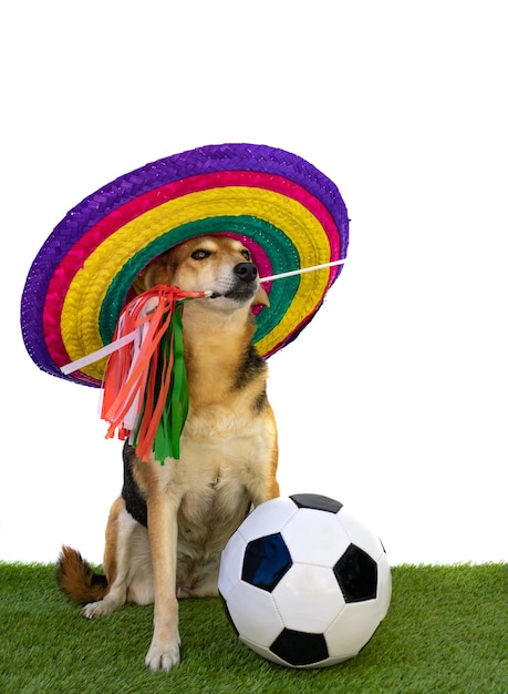 Cão com chapéu mexicano no campo de jogo