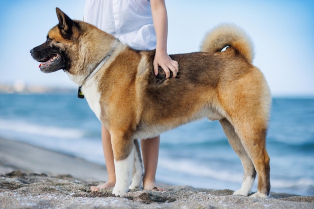 Cão com coleira orgulhosamente fica perto de uma garota desconhecida e olha para longe na praia perto do Mar Negro