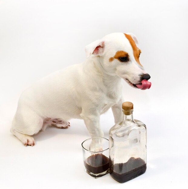 Foto cão com copo e garrafa de bebida em fundo branco