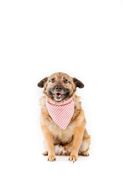 Cão com excesso de peso. Cão gordo de raça mista em fundo branco. Cão vestido. Cão isolado no branco. Barulho de estimação