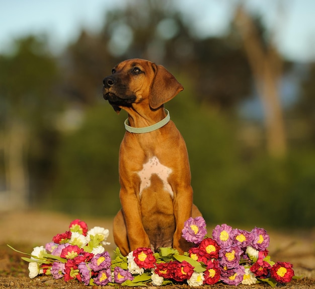 Foto cão com flores sentado no campo