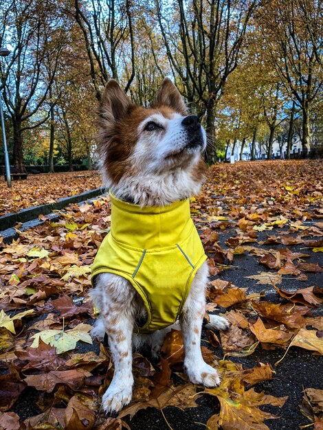 Foto cão com o casaco de chuva no outono