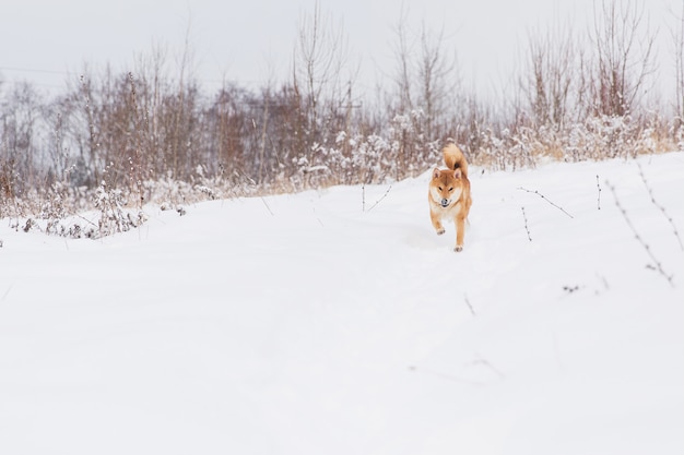 Cão com pedigree de Brown que anda no campo nevado. Shiba inu