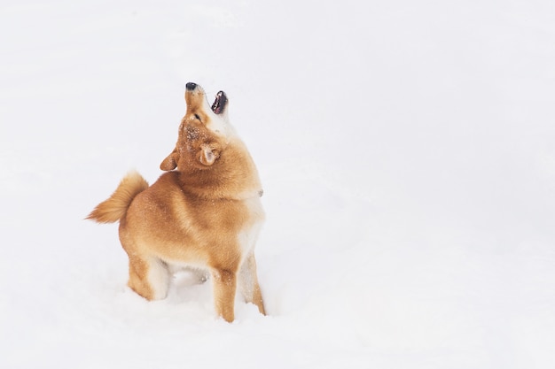 Cão com pedigree de Brown que joga com neve em um campo. Shiba inu. Cão bonito