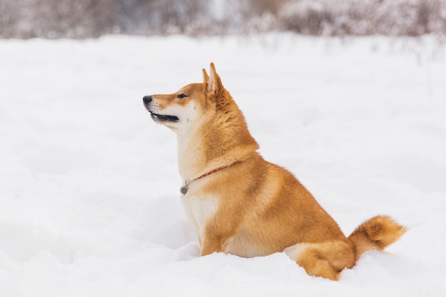 Cão com pedigree de brown que senta-se na neve em um campo. shiba inu