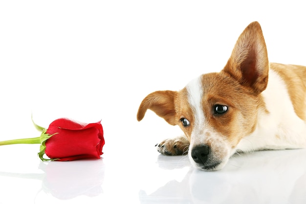 Cão com rosa vermelha, isolado no branco