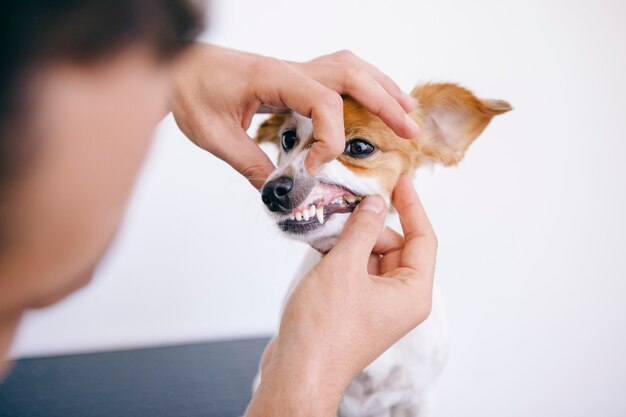 Cão com uma consulta odontológica no veterinário