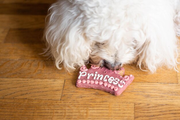 Cão comendo deserto com texto de princesa