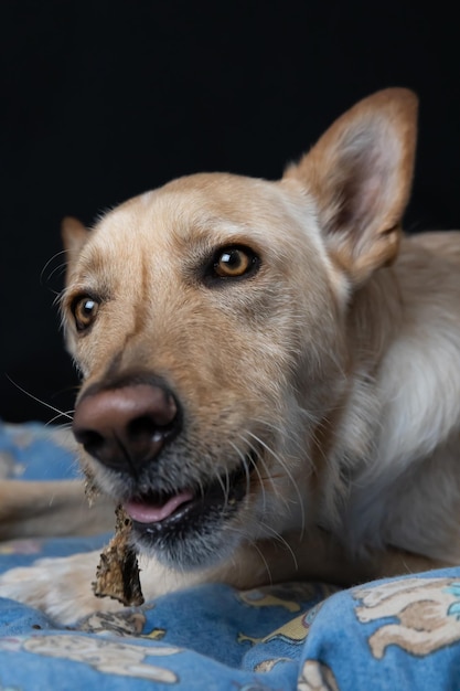 Foto cão comendo um osso de peixe no estúdio