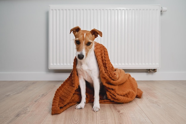 Cão congelando na sala de estar no inverno, o animal de estimação senta-se perto do radiador de aquecimento sob o cobertor para manter a guerra