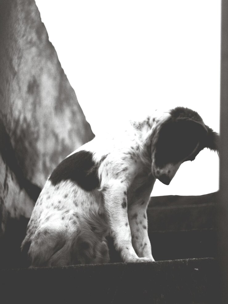 Foto cão contra fundo branco