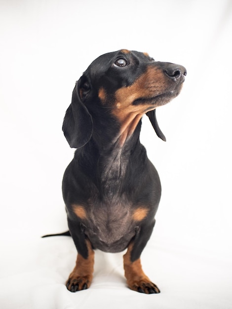 Foto cão contra o céu limpo