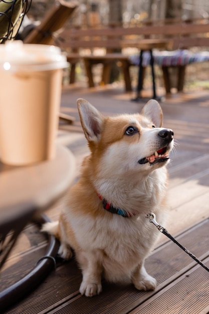 Cão corgi bonito em uma caminhada no outono em uma cafeteria na varanda bebendo café dog friendly cafe