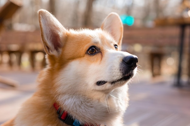 Cão corgi bonito em uma caminhada no outono em uma cafeteria na varanda bebendo café Dog Friendly Cafe