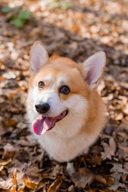 Cão corgi bonito em uma caminhada no outono na foto de alta qualidade da floresta
