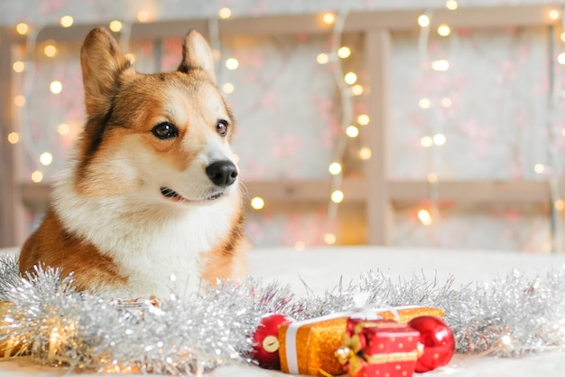 Foto cão corgi com presentes e decorações de natal contra o fundo de luzes de guirlanda. ano novo