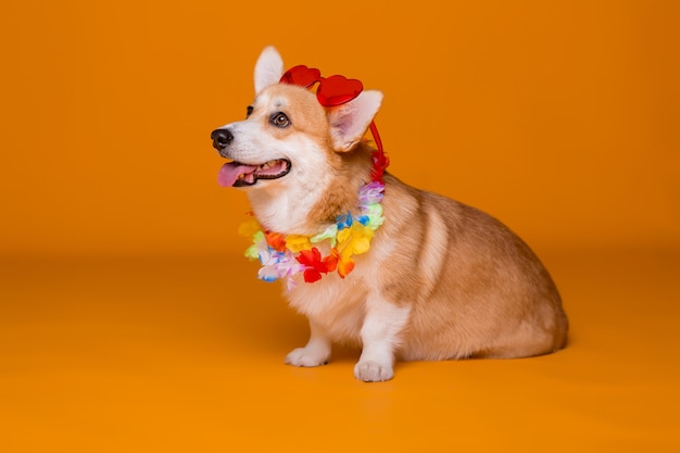 Cão corgi em óculos de sol e miçangas havaianas em amarelo