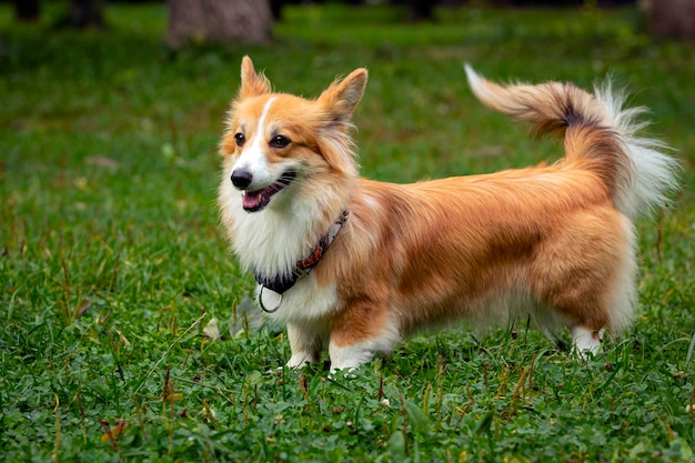 Cão corgi em um campo verde. Fechar-se.